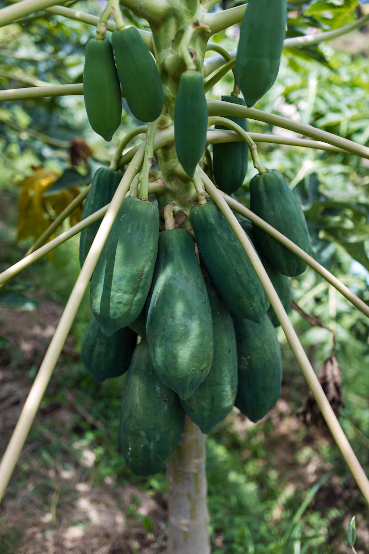 Papaya
