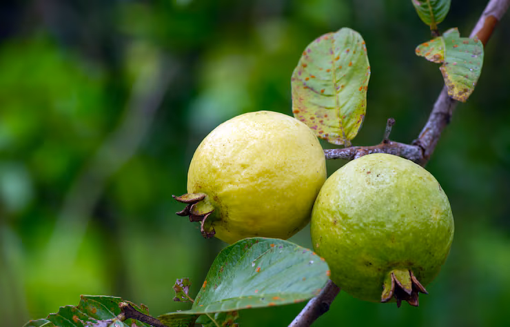 Guava
