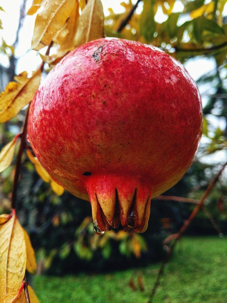 Pomegranate