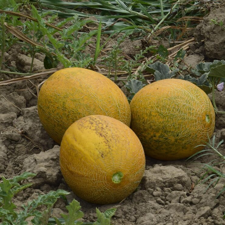 Muskmelon