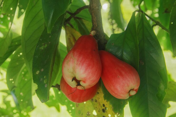 Water Apple