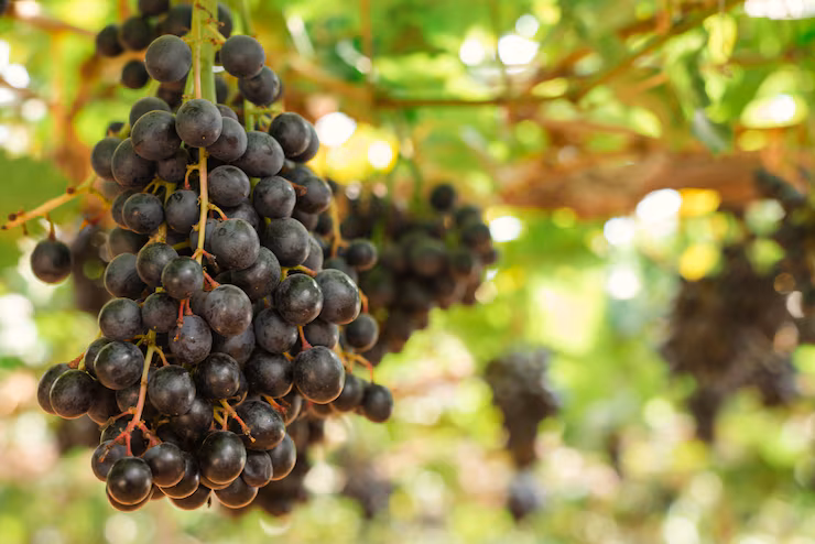 Grapes
