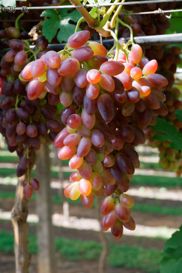 Red Grapes