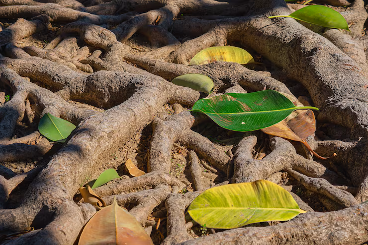 Cassava
