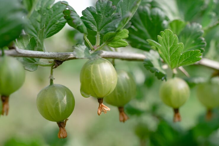 Indian Gooseberry