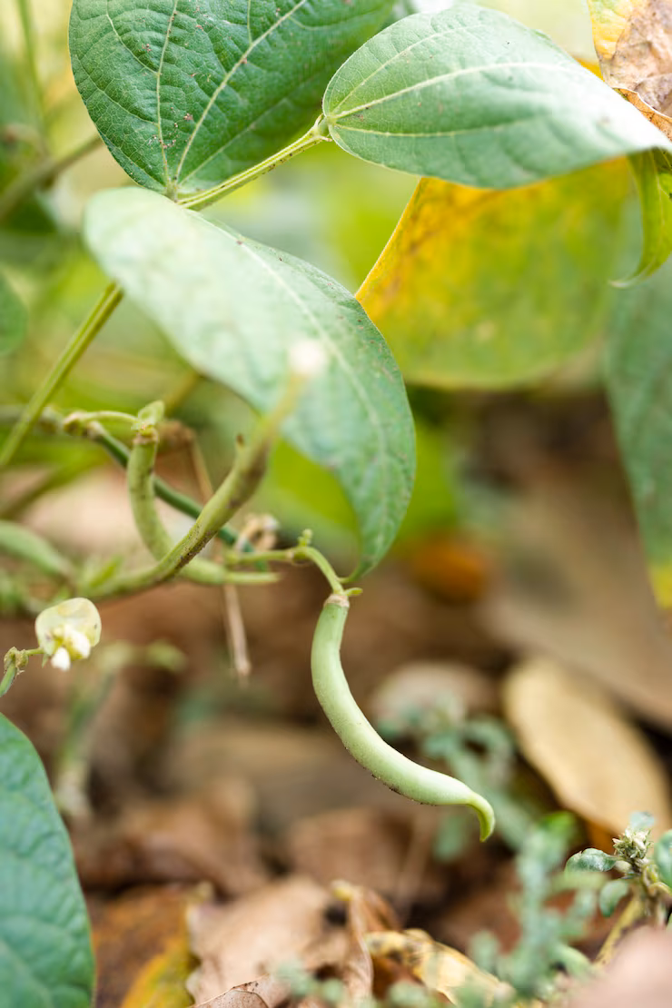 Green Beans