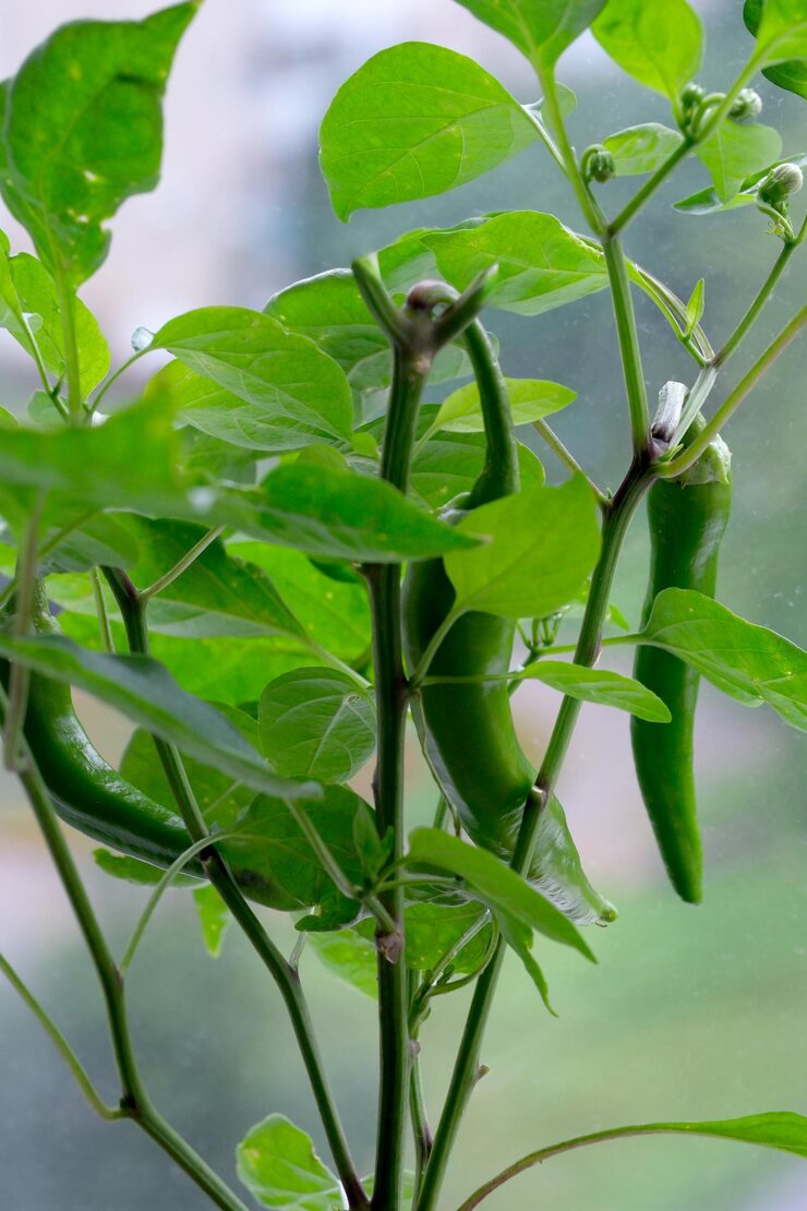 Green Chili