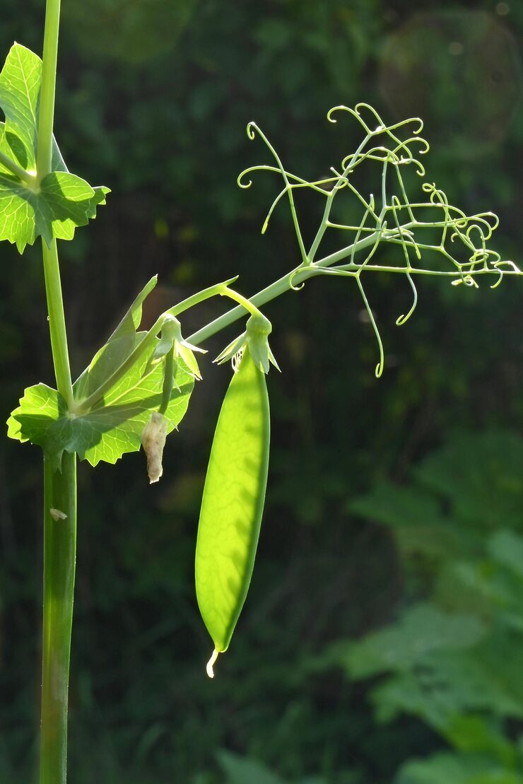 Snow Pea