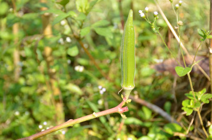 Okra Pod