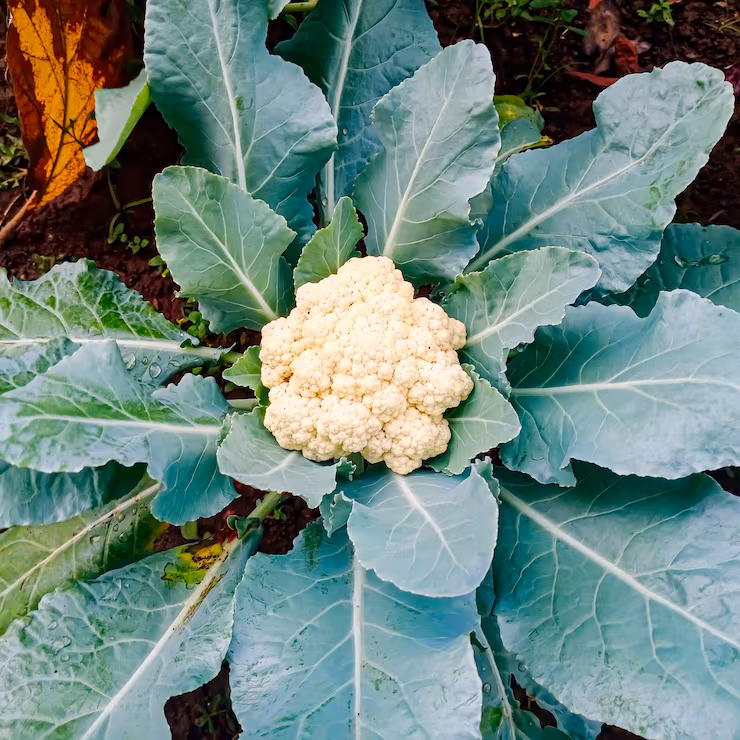 Cauliflower