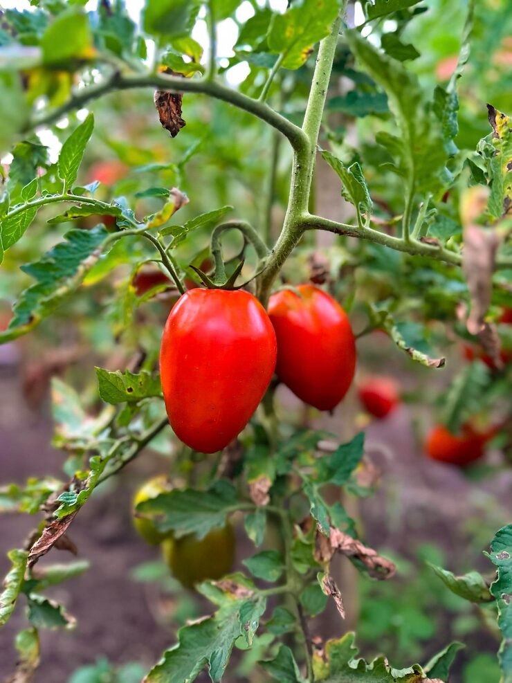 Tomato