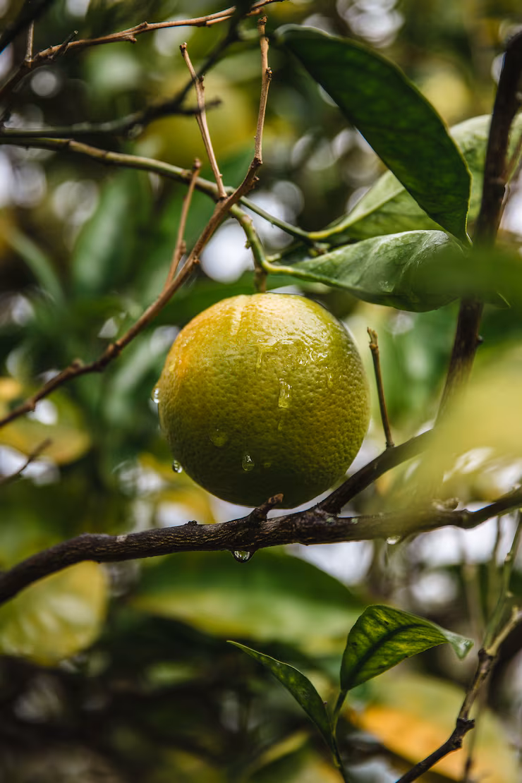 Lime