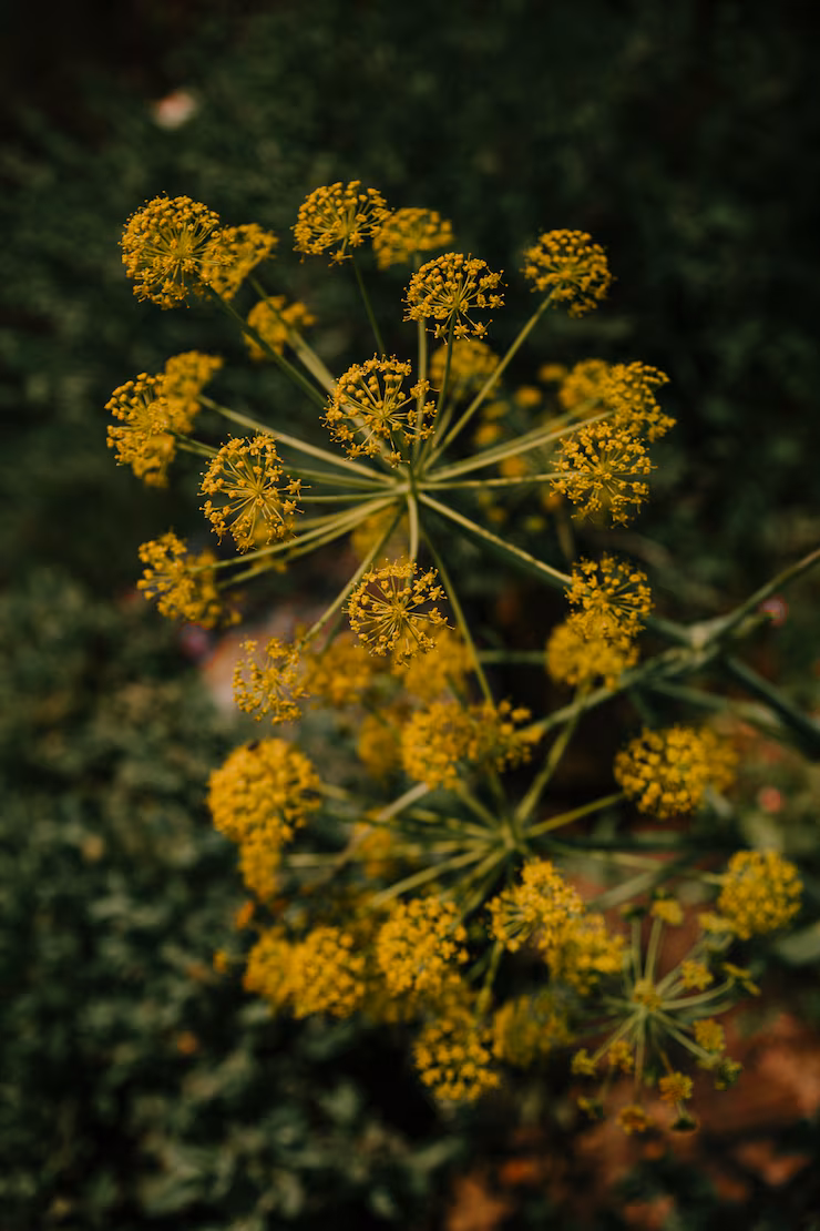 Dill Seeds