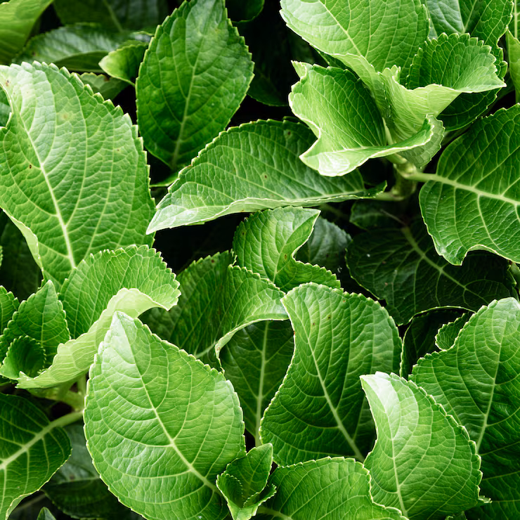 Spinach