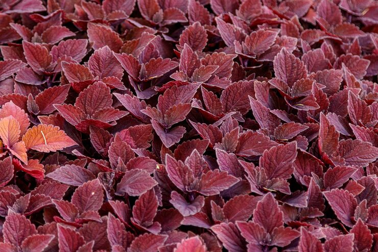 Red Amaranth