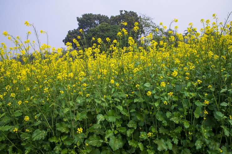 Mustard Greens